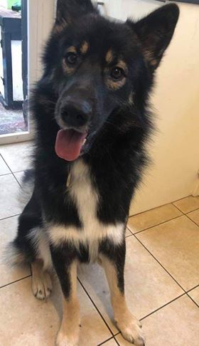 Django Adopted