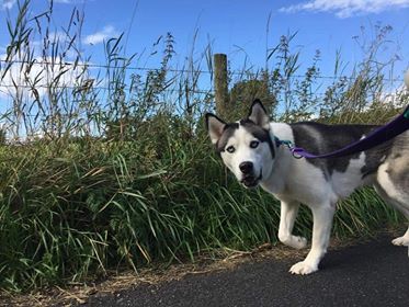 Ice2 Adopted