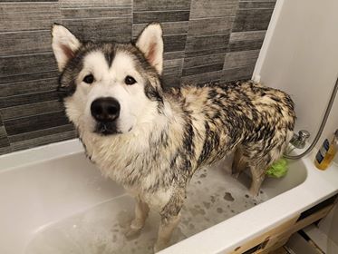 Maui Adopted