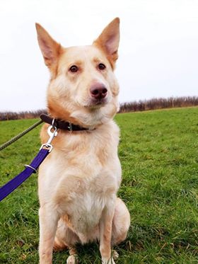Miska Adopted