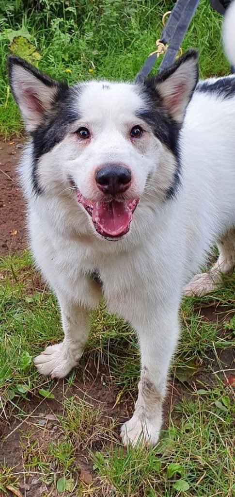 Bear Adopted